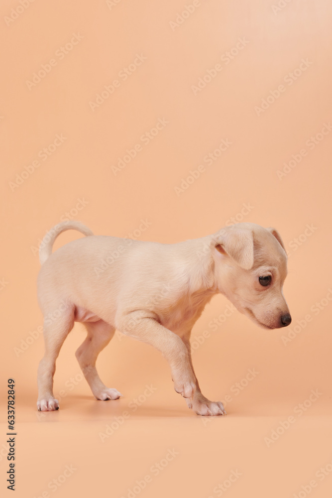 Portrait of cute Italian Greyhound puppy isolated on orange peachy studio background. Small beagle dog white beige color. Portrait of cute Italian Greyhound puppy isolated on orange peachy studio background. Small beagle dog white beige color.