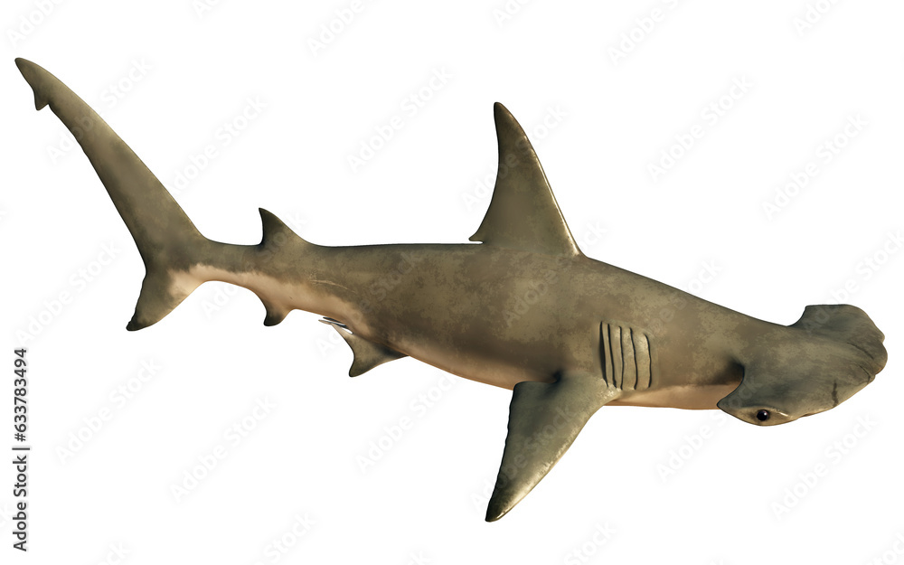 A hammerhead shark shown from a low angle, isolated on a white background. 3D rendering
A hammerhead shark shown from a low angle, isolated on a white background. 3D rendering