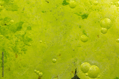 Cyanobacteria, Cyanobacteriota or Cyanophyta a layer on the water surface, water pollution, micro photography under microscope