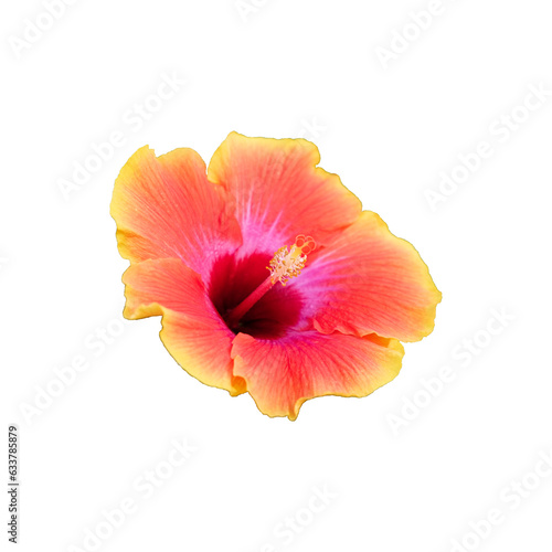 Hibiscus Majesty: The close-up view highlights the majesty of one hibiscus flower with its vibrant and colorful petals.
