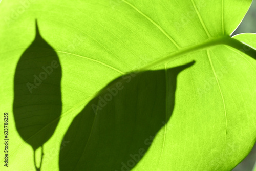 schatten auf rhododendronblatt