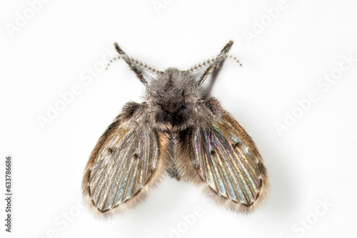 The beauty of a drain fly! photo