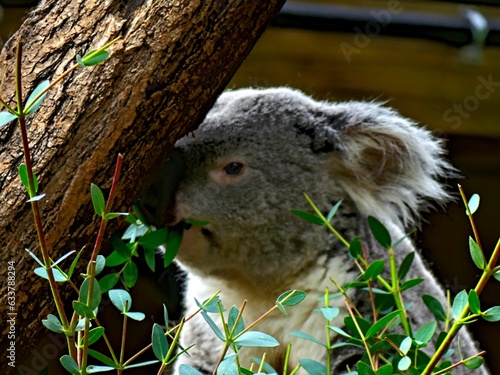Pairi Daiza Zoo, Belgium - July 2023 - Magnificent koala