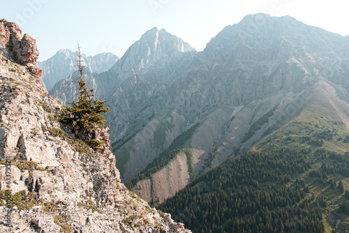 A spruce tree perched on the edge of a sheer cliff face with views of mountains and forests on a summers day in Kananaskis Country, Alberta, Canada