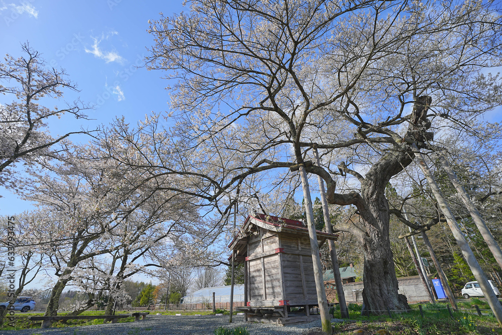 七ツ田の弘法桜 七ツ田の弘法桜