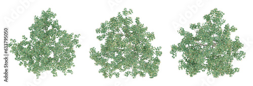 Green Hamelia patens trees on top view isolated on transparent background  3d illustration.