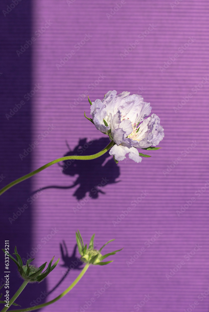 Blue scabiosa flower on striped paper violet background with sun shadows. Close up