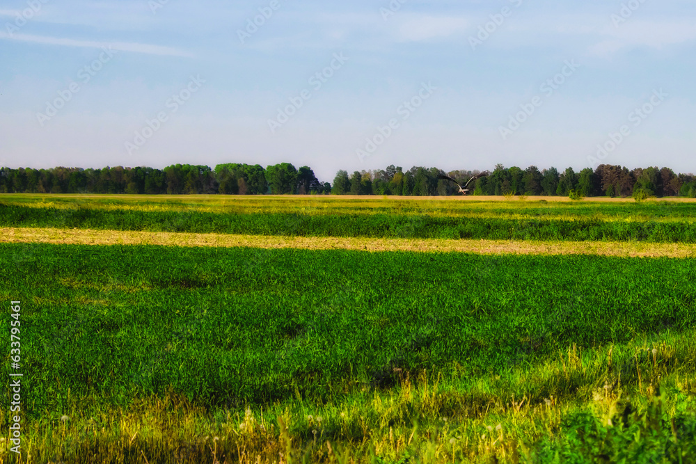Fototapeta premium Dense green grasses grow in the field. Farmland. Scenery.