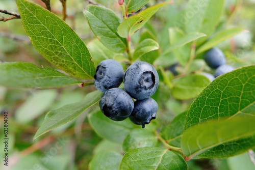 Blueberries on a branch with green leaves. Cultivated highbush blueberry, ripe in summer.
