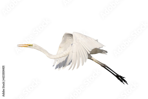 Beautiful of Eastern great egret flying isolated on transparent background png file photo