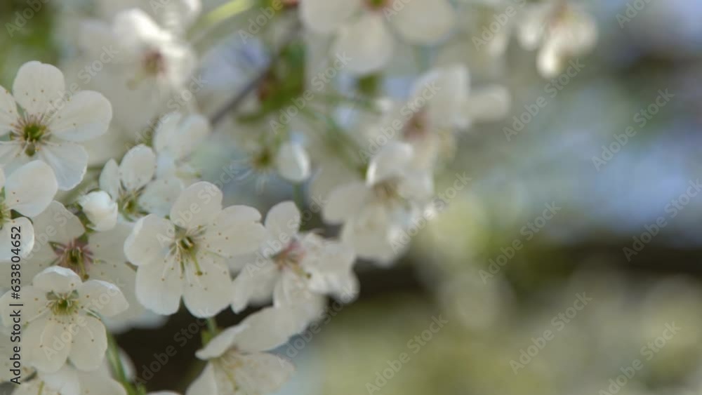 White cherry blossoms sway in the wind. Spring flowering fruit tree garden. Floral natural background. Delicate flowers in the sunlight day. Blur bokeh nature. Flower bloom bud Leaf closeup. Aesthetic White cherry blossoms sway in the wind. Spring flowering fruit tree garden. Floral natural background. Delicate flowers in the sunlight day. Blur bokeh nature. Flower bloom bud Leaf closeup. Aesthetic