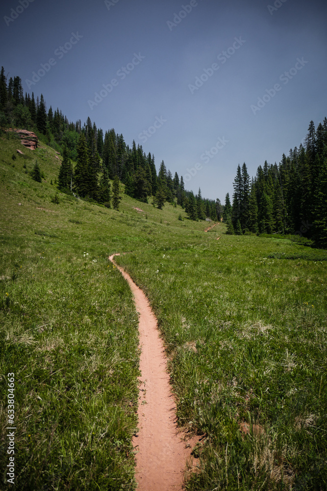 Narrow bike trail going through green grassy meadows in forest in Colorado in summer