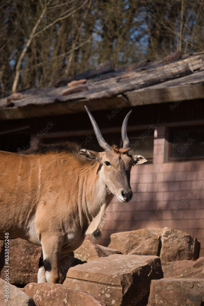 Common eland antelope standing next to rocks in a cage at the Kaiserslautern Zoo in Germany on a sunny spring day.