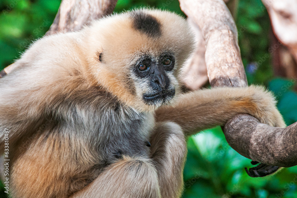 Fototapeta premium White-Cheeked Gibbon Sitting and Looking