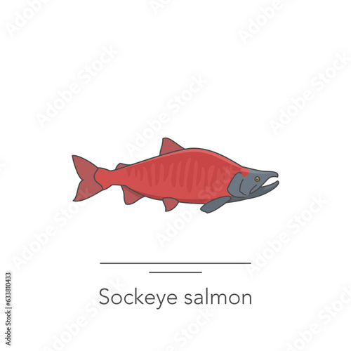 Sockeye salmon icon. Outline colorful icon of salmon fish on white. Vector illustration