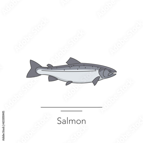 Salmon icon. Outline colorful icon of salmon fish on white. Vector illustration