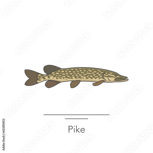 Pike icon. Outline colorful icon of pike fish on white. Vector illustration