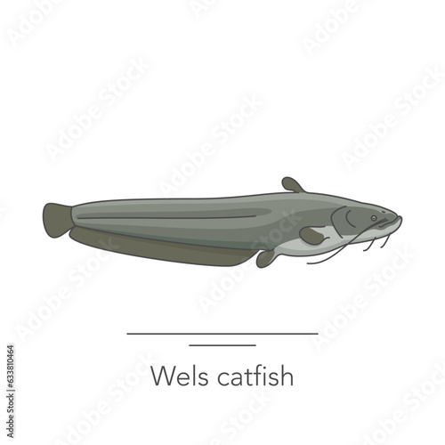 Wels catfish icon. Outline colorful icon of catfish fish on white. Vector illustration