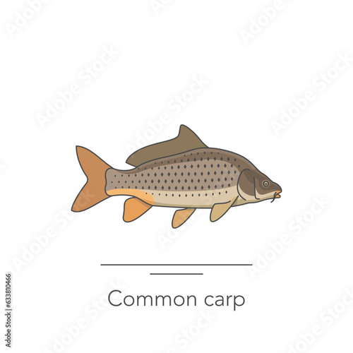 Common capr icon. Outline colorful icon of carp fish on white. Vector illustration