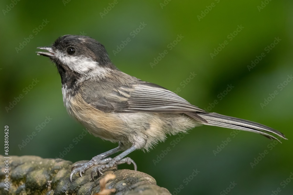 Chickadee Chickadee