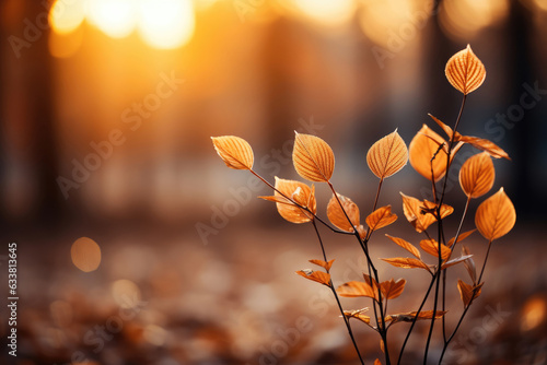 An autumn background of foliage at sunset