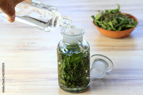 Fotografie Making tincture from dried Scutellaria lateriflora, known as  blue skullcap or mad dog skullcap