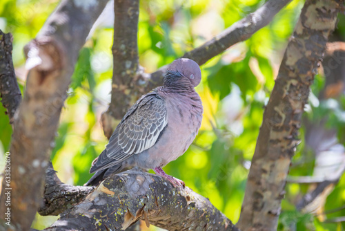 Wild dove known as 