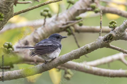 Magpie Robin on branch