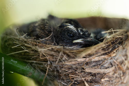 New born birds waiting mother bird feeding in the nest on branch tree and green background. © arcyto