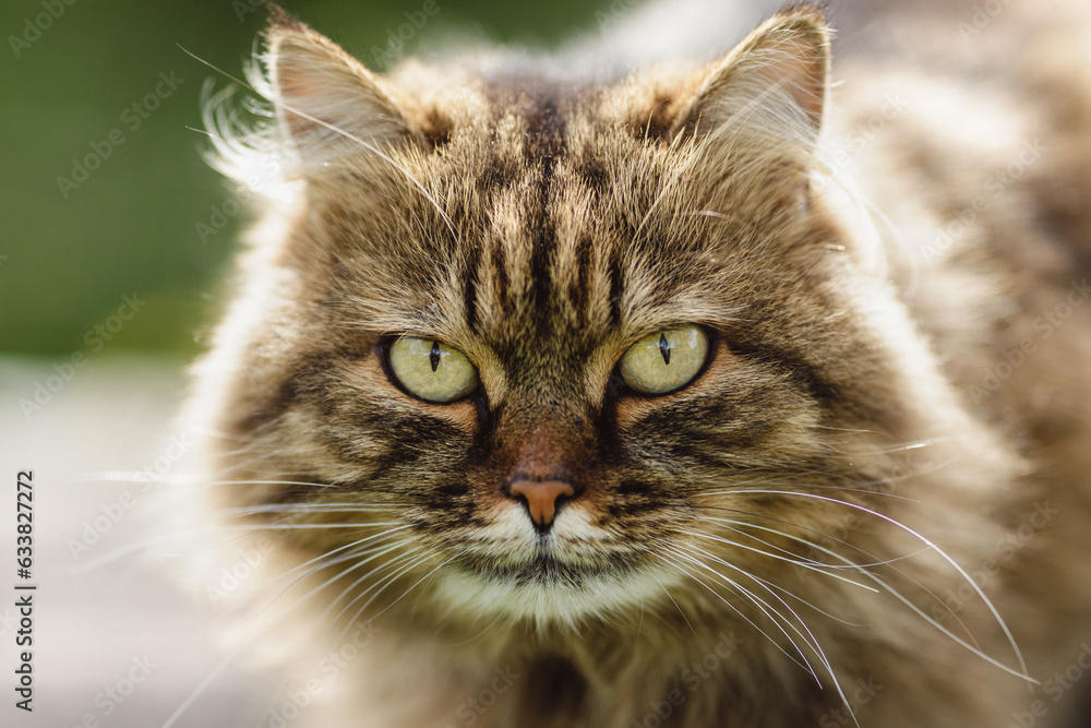 Siberian cat, against the background of nature, day