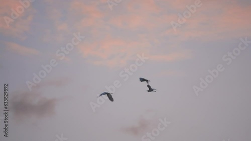 Wallpaper Mural Birds flock flying on sunset sky background Torontodigital.ca
