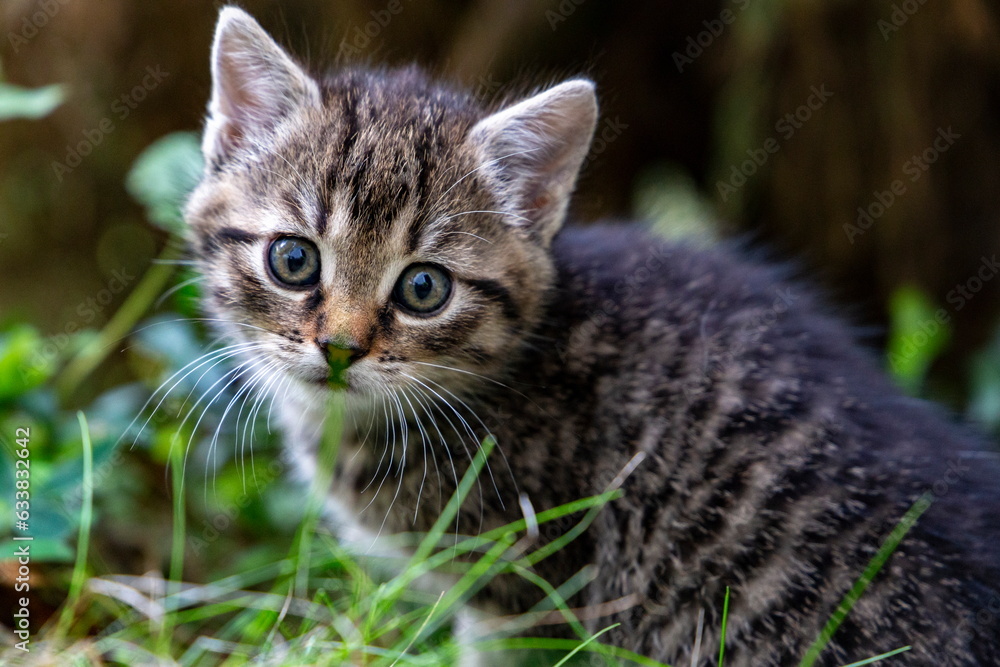 Portrait of a little kitten on the nature.