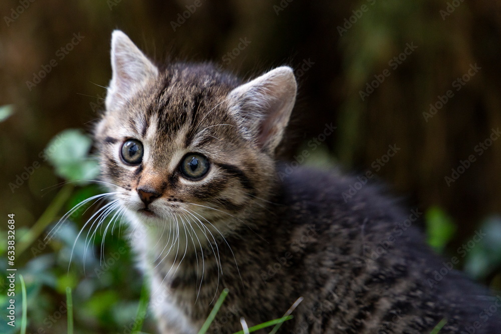 Portrait of a little kitten on the nature. Portrait of a little kitten on the nature.