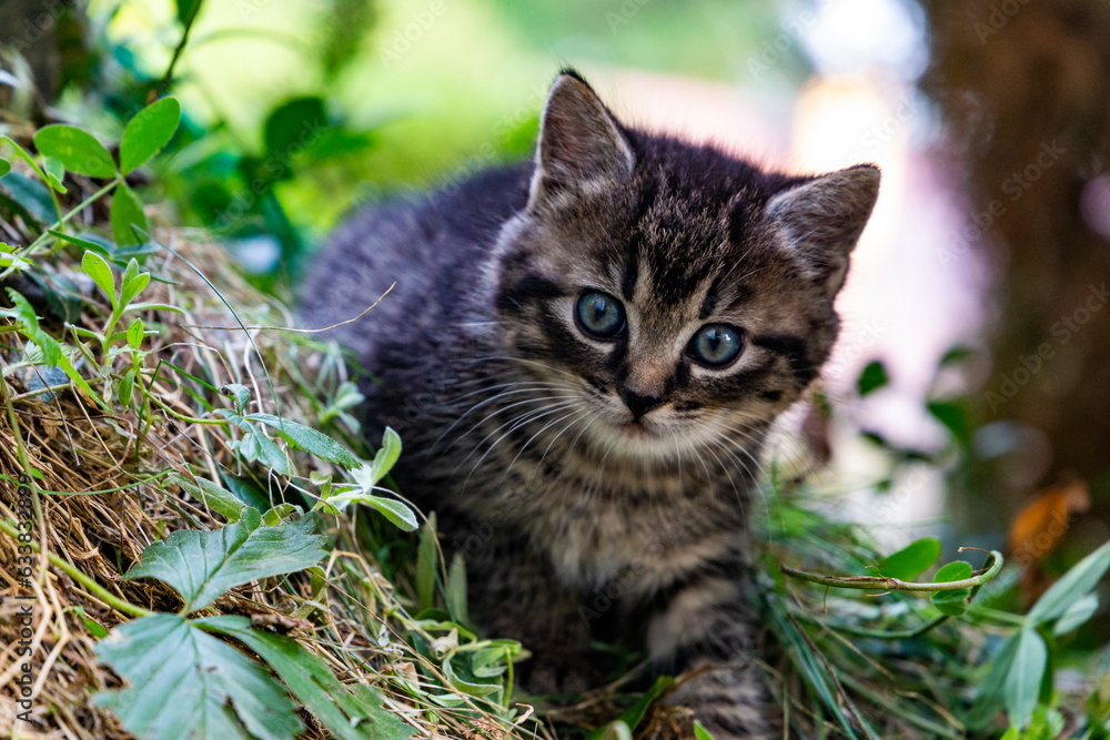 Portrait of a little kitten on the nature. Portrait of a little kitten on the nature.