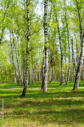 birch tree, summer landscape