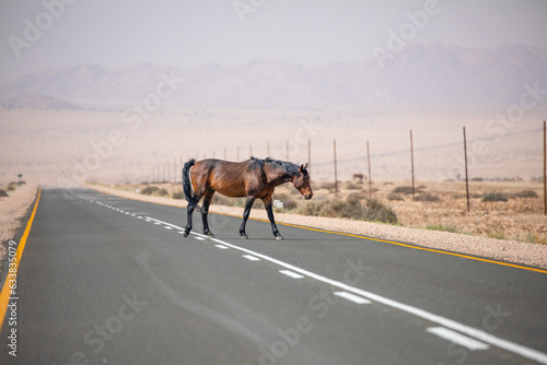 Wild horse of Garub, Namibia