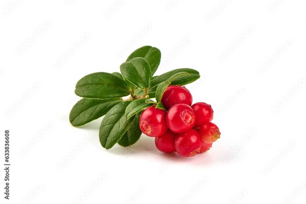 Fresh wild lingonberry with leaves, isolated on white background. Fresh wild lingonberry with leaves, isolated on white background.