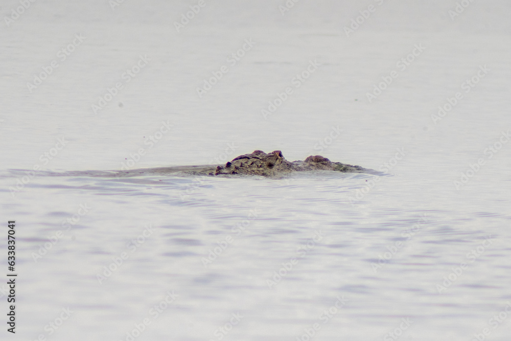 Fototapeta premium alligator in the water