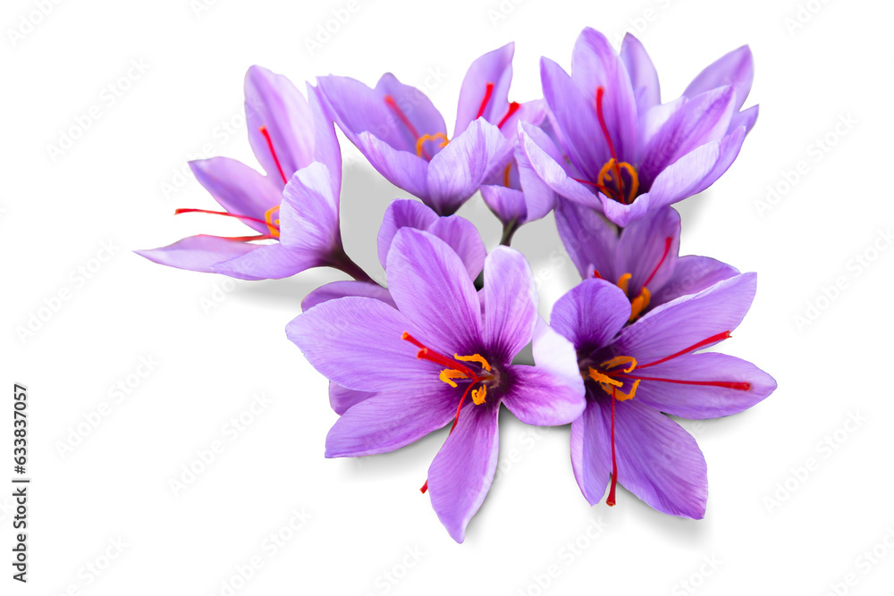 Saffron is a spice derived from the flower of Crocus sativus, commonly known as the Saffron is a spice derived from the flower of Crocus sativus, commonly known as the