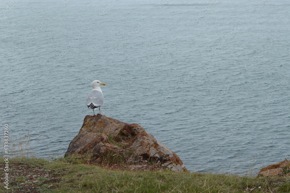 Seagulls looking out to sea, at Brixham Harbour, summer 2023 Seagulls looking out to sea, at Brixham Harbour, summer 2023