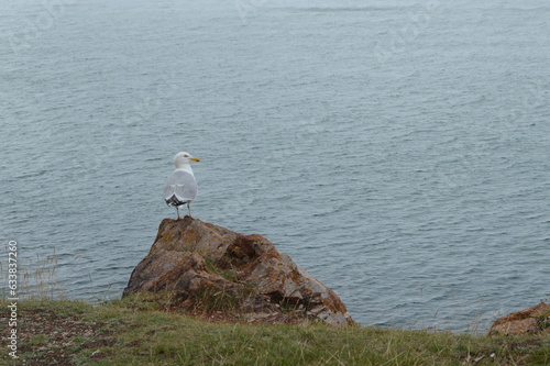 Seagulls looking out to sea, at Brixham Harbour, summer 2023 photo