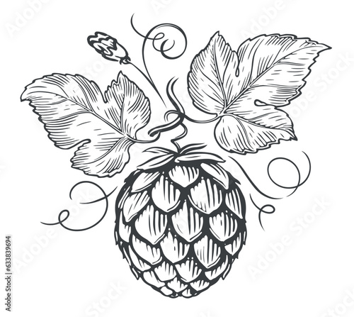 Branch with ripe hop cone and leaves. Food ingredient sketch. Plant vintage vector illustration