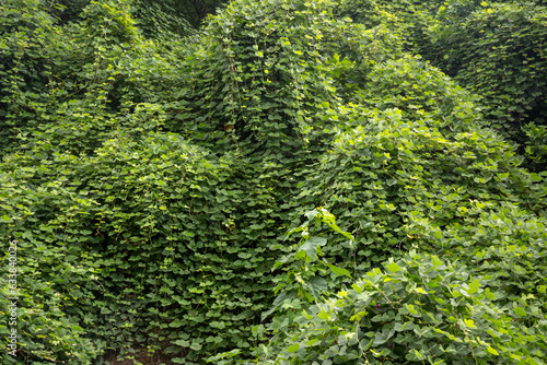Ivy covering mountainside, ivy background, texture