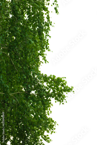 Green birch foliage white background  isolate.