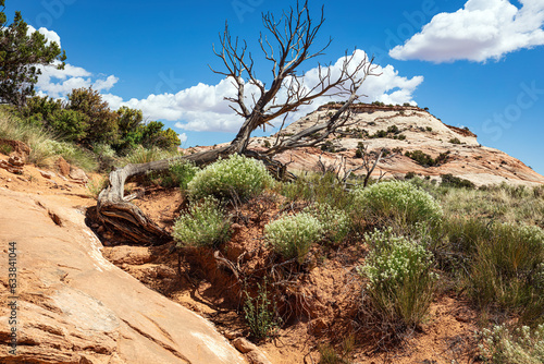 Navajo Butte hiking trail and desert vegetation in the desert of Canyonlands National Park Utah.