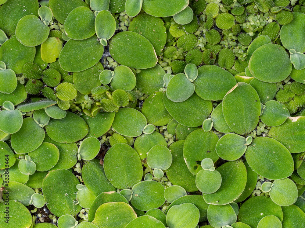 Salvinia natans floating fern, floating watermoss, water butterfly wings)and Pistia (water cabbage, water lettuce, shellflower)is free-floating aquatic fern plants Salvinia natans floating fern, floating watermoss, water butterfly wings)and Pistia (water cabbage, water lettuce, shellflower)is free-floating aquatic fern plants