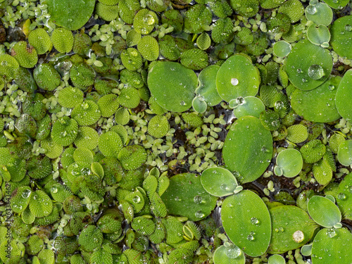 Salvinia natans  floating fern, floating watermoss, water butterfly wings)and Pistia (water cabbage, water lettuce, shellflower)is free-floating aquatic fern plants