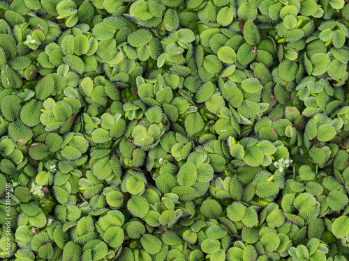 Salvinia natans floating fern, floating watermoss, water butterfly wings) is free-floating aquatic fern plants