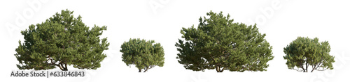 Pinus mugo Mughus bush shrub isolated png on a transparent background premium cutout Pine Pinaceae dwarf mountain big pine