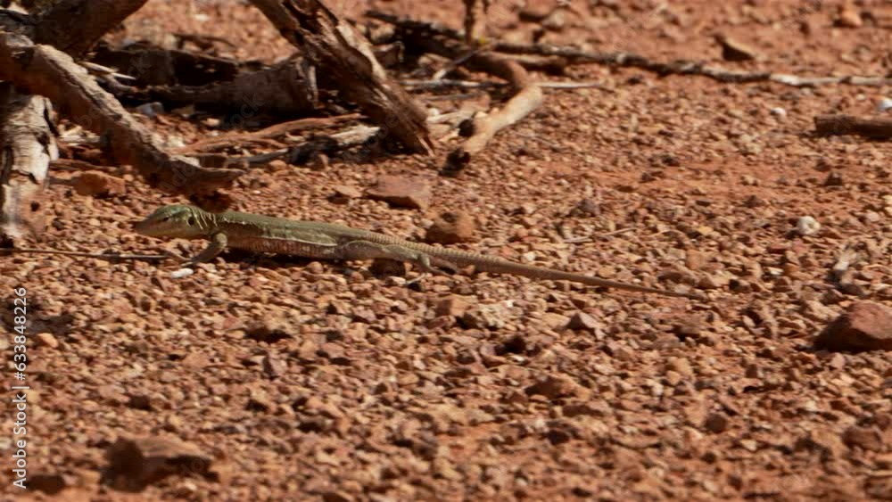 Wildlife - Tropical Reptile in Super Slow Motion 4K 120fps Wildlife - Tropical Reptile in Super Slow Motion 4K 120fps